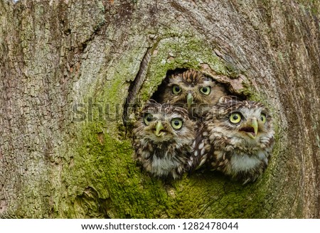 Owls in a tree trunk. Three Little Owls in the hollow of a tree.  Little Owl is the name of the species and not the size of the owl.  Latin name: Athene noctua.  Landscape. Horizontal. Space for copy.