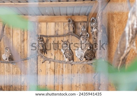 owls in wooden cage in animal shelter in lviv