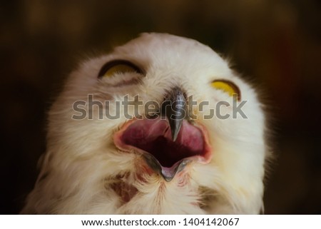 Similar – Snowy owl face III