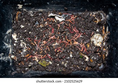 Own Breeding Of Red Worms. A Colony Of Worms In A Litter Box. Useful Humus-producing Worms. Fish Worm Farming. Compost From Organic Waste. Best Fish Hook Bait For Big Bream.