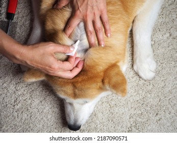 The owner applies flea and tick drops to the withers of a large red dog. Animal care concept. View from above. - Shutterstock ID 2187090571