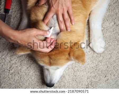 The owner applies flea and tick drops to the withers of a large red dog. Animal care concept. View from above.