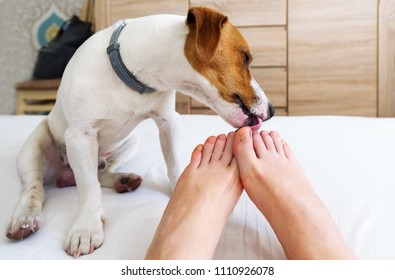 The Owner In Bed With His Dog Licking His Toes. 