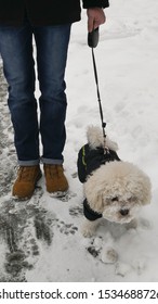 The Owner And Bichon Frise In Winter Jacket In A Walk On The Street Covered With Snow.