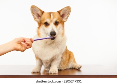 The owner brushes the teeth of a cute corgi dog on a white background. Healthy pet teeth, dental care. - Shutterstock ID 2205247331