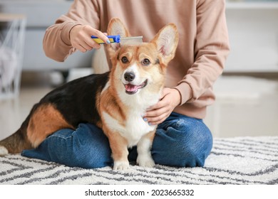 Owner Brushing Cute Dog At Home