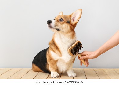 Owner brushing cute dog on light background - Shutterstock ID 1942305955