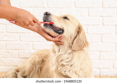 Owner Brushing Teeth Of Cute Dog At Home