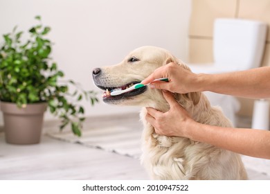Owner brushing teeth of cute dog at home - Shutterstock ID 2010947522