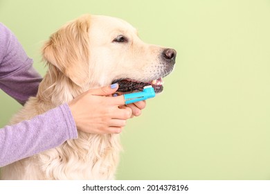 Owner brushing teeth of cute dog against color background