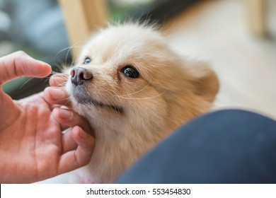 Owner Caressing Gently His Small Dog