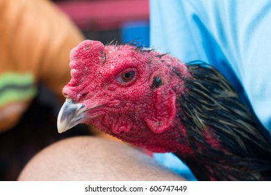 The Owner Of The Chicken Is Cleaning.