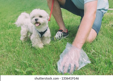 Owner cleaning up after the dog with plastic bag