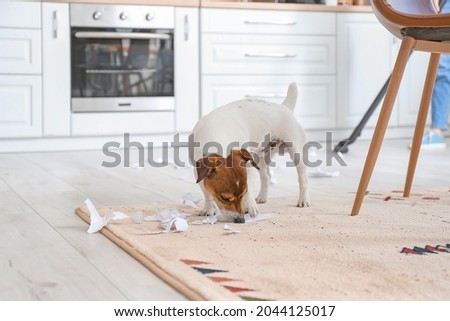 Owner cleaning floor after naughty dog