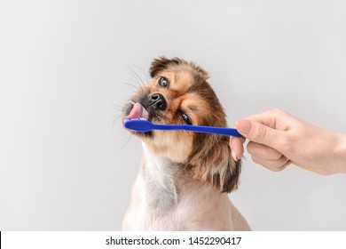 Owner cleaning teeth of cute dog with brush on light background