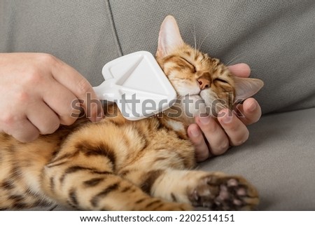 The owner combs the Bengal cat at home on the couch. Pet care.