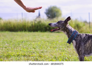 The Owner Commands Her Dog. Whippet Trains The Command To Stay. Dog Training Outdoor. 