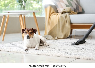 Owner Of Cute Dog Cleaning Carpet At Home