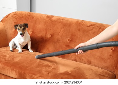 Owner Of Cute Dog Vacuuming Animal Hair From Sofa