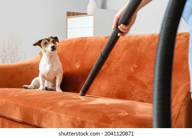 Owner of cute dog vacuuming animal hair from sofa