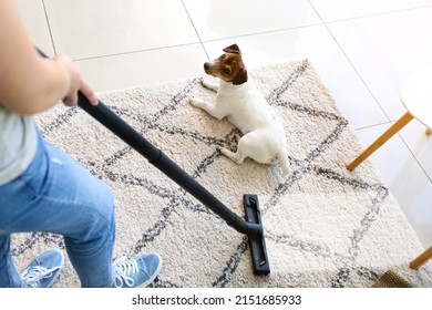 Owner Of Cute Dog Vacuuming Carpet At Home