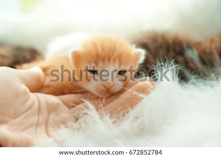 Owner with cute little kitten on soft plaid at home