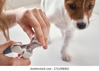 犬 爪 の写真素材 画像 写真 Shutterstock