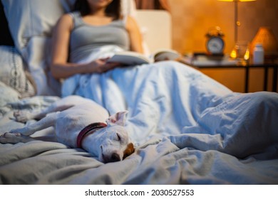 Owner And Dog At Bedroom.Jack Russell Terrier Enjoy And Relax After Can Sleep On The Bed.Happy Pet Companion Friendship At Home.Funny With Asian Woman At Night.Reading Book