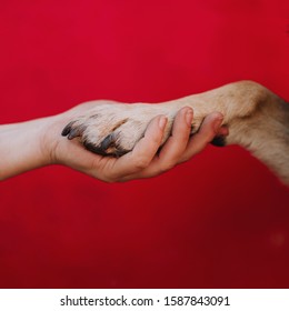 Owner And Dog Handshake On Red Background