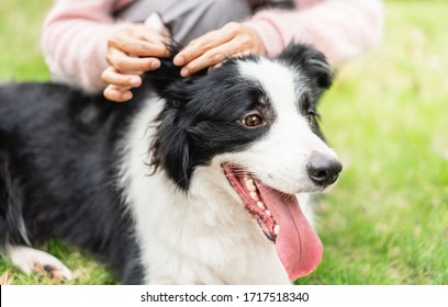 The Owner Of The Dog Help Cleaning Up Its Ears