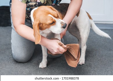 The Owner Of The Dog Washes Her Dirty Paws After Walking In A Special Device For Washing Paws And Rags