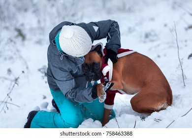 Owner Dresses Dog In Santa Suit Against Background Of Winter Forest.