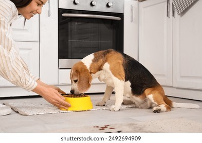 Owner feeding cute beagle dog at home - Powered by Shutterstock