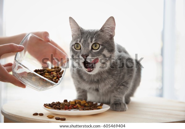 Owner feeding cute cat at
home