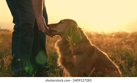 Owner feeding red dog, sunset during hike. Dog get caress from owner. Man strokes dog spaniel with hand, outdoors. Closeup dog sitting next its owner. Concept human animal friendship. Owner loves pet - Powered by Shutterstock