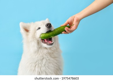 Owner Feeding Samoyed Dog With Cucumber On Color Background