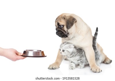 Owner feeds cat and dog. isolated on white background