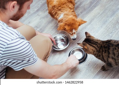 Owner Feeds The Dog And The Cat Together. Two Empty Bowls. Kitchen. Close-up. Pet Food Concept