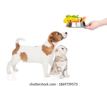 Owner feeds the dog and kitten vegetables. isolated on white background - Powered by Shutterstock