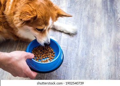 Owner Feeds Dry Food From A Bowl To The Dog On The Kitchen Floor.