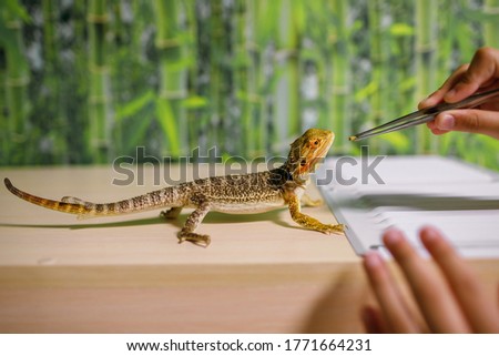 The owner feeds the lizard with special food with tweezers, looks after reptiles at home, an amphibian living in a terrarium, a modern dragon, a place for text