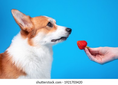 Owner gives juicy ripe strawberry to cute welsh corgi pembroke to eat on blue background, copy space for advertising text. Harmful, allergic food for pets