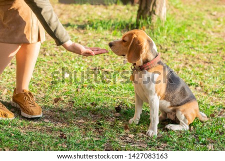 The owner gives a treat to the beagle dog for a walk in the park