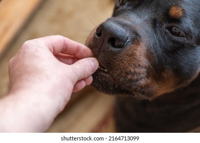 The Owner Gives A Treat To His Dog. A Man's Hand Puts A Pellet Of Dog Food In The Mouth Of A Rottweiler. First-person View. Close-up. Selective Focus.