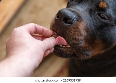 The Owner Gives A Treat To His Dog. A Man's Hand Puts A Pellet Of Dog Food In The Mouth Of A Rottweiler. First-person View. Close-up. Selective Focus.