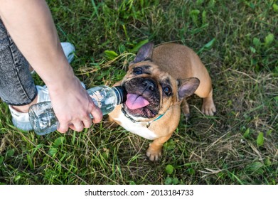 owner gives water from a bottle to his dog in the park in summer