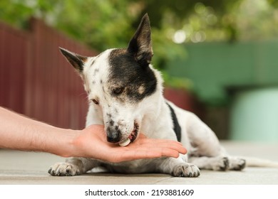 Owner Is Giving Cute Small Black And White Dog Medicine, Pills For Arthritis.