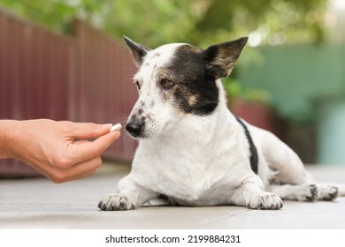 Owner Is Giving Cute Small Black And White Dog Medicine, Pills For Arthritis.