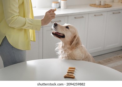 Owner giving dog biscuit to cute Golden Retriever in kitchen, closeup - Powered by Shutterstock