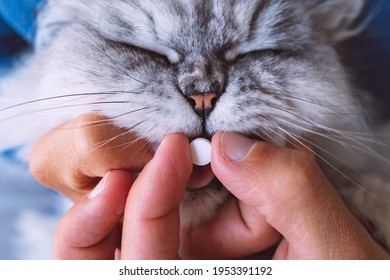 Owner Giving A Pill Or Tablet To His Sick Cat. Medicines For Animals. Anthelmintic For Pets